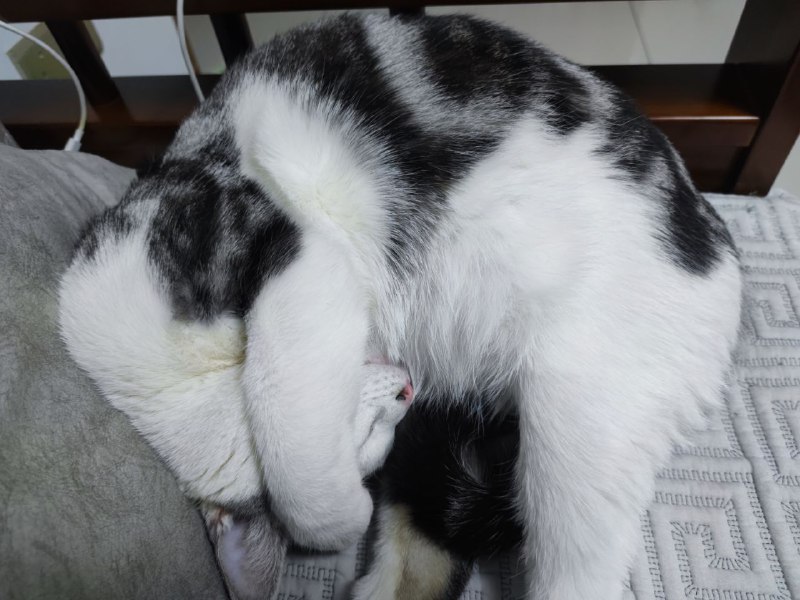 相册里去年的今天拍的#猫猫