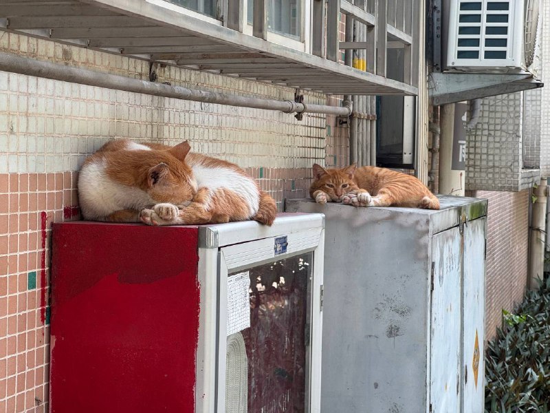 豪猫🤗