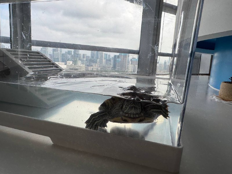 办公室的龟老师住上大别墅了，我什么时候住上大别墅🥺