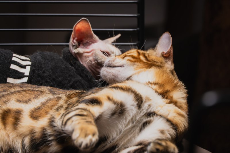 很甜的两只猫猫🥰