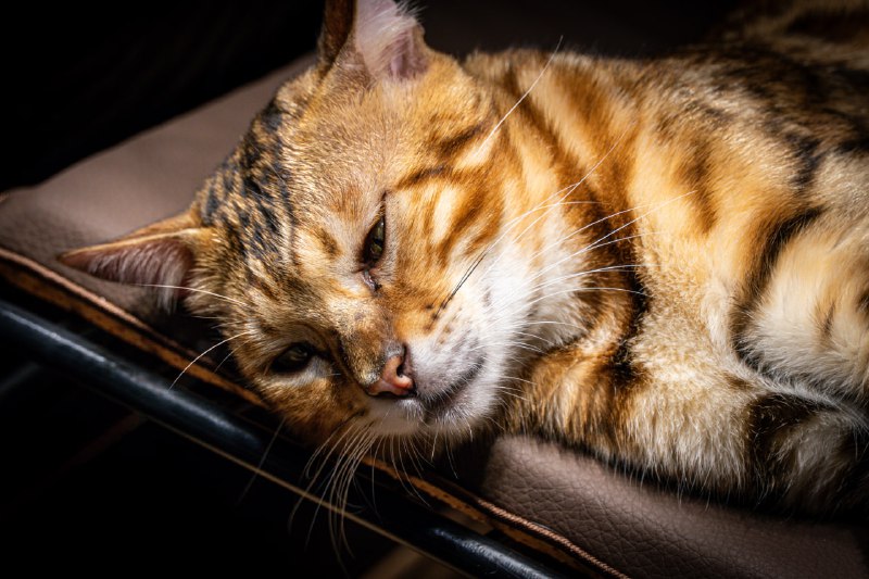 正脸照这只的毛很顺很舒服，摸起来也好乖🥰