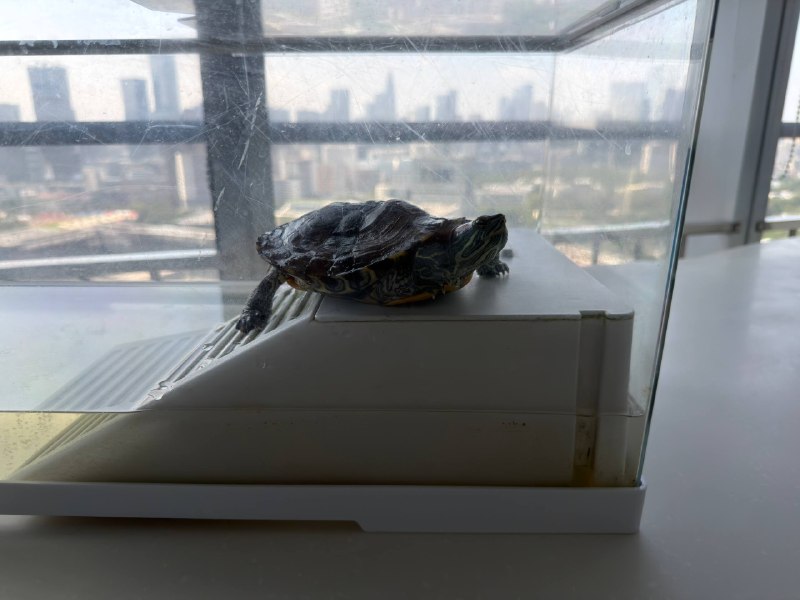 办公室这只龟已经熬走不少同事了