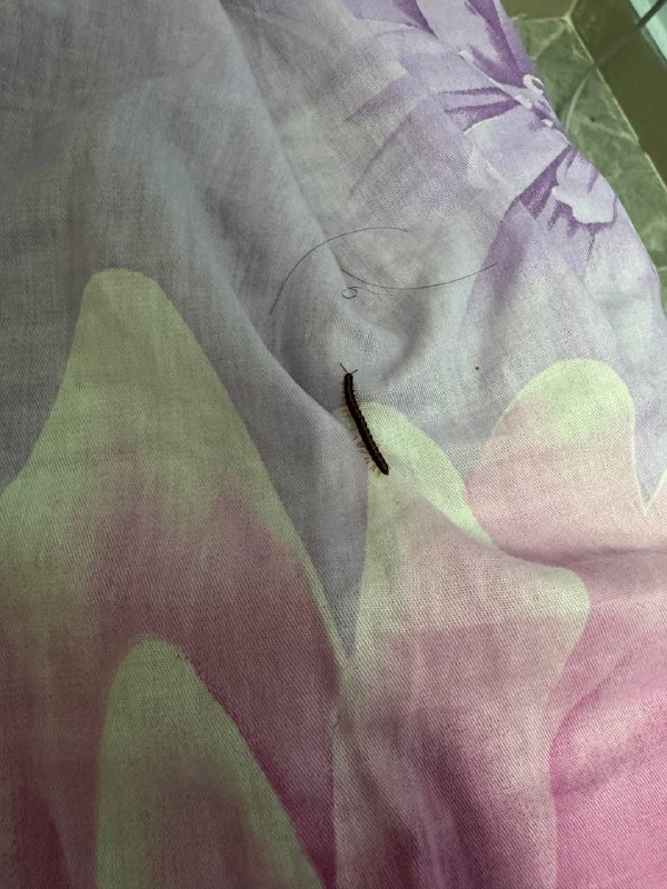 半夜感觉手边冰冰凉的东西，打开灯一看竟然是啊啊啊啊啊😱