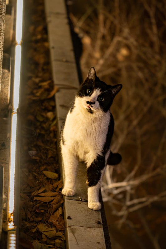 小胡子🐱立正了感觉下一秒就要右手向上45度了