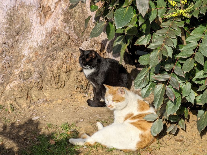 #图库 #猫猫#图库 #猫猫