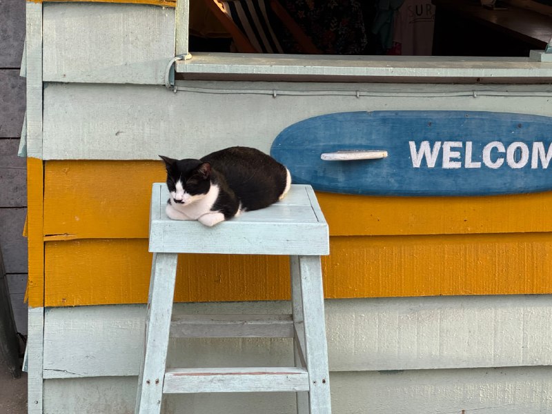 小胡子猫