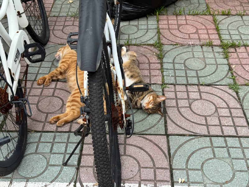 车位停了两辆猫