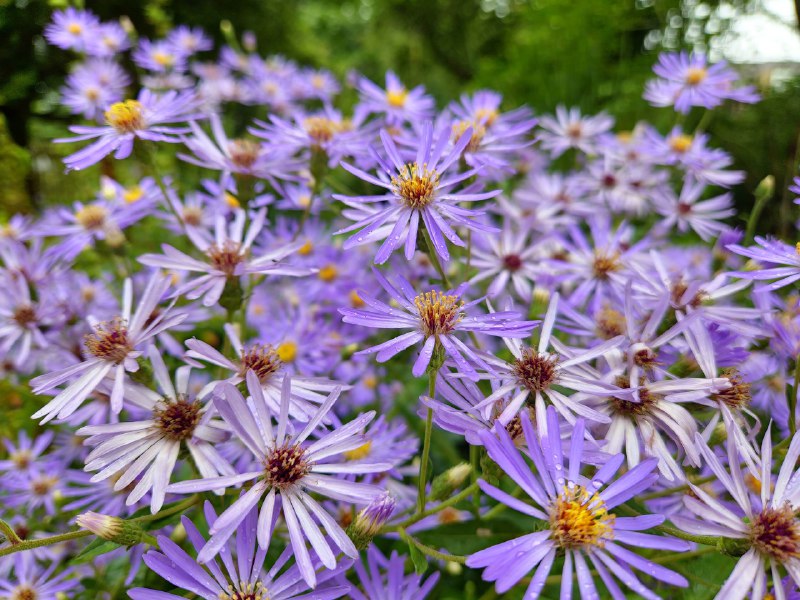 剑桥大学植物园大门有点难找门票£8剑桥大学植物园大门有点难找门票£8