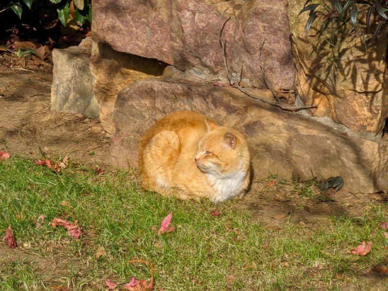 #图库 #猫猫#图库 #猫猫