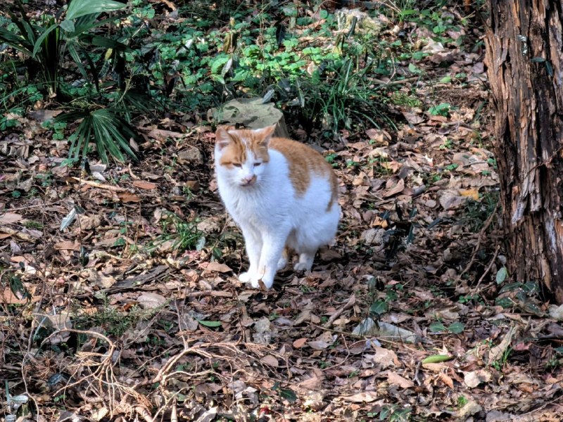 #图库 #猫猫#图库 #猫猫